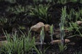 Senecio venosus Plant Sprout Stalks Emerging In Burnt Grassland Royalty Free Stock Photo