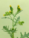 Senecio vulgaris (common groundsel)