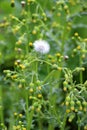 Senecio vulgaris grows in nature Royalty Free Stock Photo