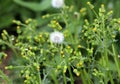 Senecio vulgaris grows in nature Royalty Free Stock Photo