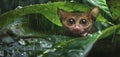 Senegal Bushbaby