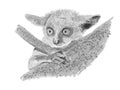 Senegal bushbaby on a tree