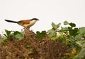The Senegal Coucal Royalty Free Stock Photo