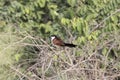 Senegal coucal, Centropus senegalensis, in a bush Royalty Free Stock Photo