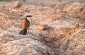 A Senegal Coucal checking the ground Royalty Free Stock Photo