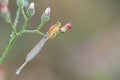 Senegal Golden Dartlet , Ischnura senegalensis Rambur, 1842 , Orange needle dragonfly clinging to pink flower buds, the body and Royalty Free Stock Photo