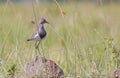 Senegal Lapwing (Vanellus lugubris) is a bird living in Africa.