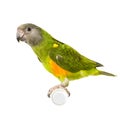 Senegal Parrot Royalty Free Stock Photo