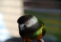 Senegal parrot Royalty Free Stock Photo