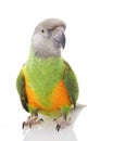 Senegal Parrot Royalty Free Stock Photo