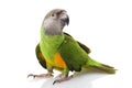 Senegal Parrot Royalty Free Stock Photo