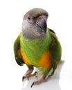 Senegal Parrot Royalty Free Stock Photo