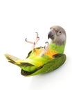 Senegal Parrot Royalty Free Stock Photo