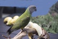 Senegal Parrot with banana on a blue background.