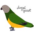 Senegal parrot in cartoon style on white background. Poicephalus senegalus