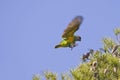 Senegal Parrot Flying Royalty Free Stock Photo