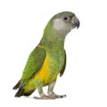 Senegal Parrot - Poicephalus senegalus Royalty Free Stock Photo