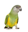 Senegal Parrot - Poicephalus senegalus Royalty Free Stock Photo