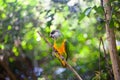 Senegal parrot or Poicephalus senegalus sitting on green tree background close up Royalty Free Stock Photo