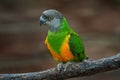 Senegal parrot, Poicephalus senegalus, yelow bird with grey head, siting on the branch, in nature habitat. Parrot in the African