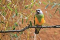 Senegal parrot Royalty Free Stock Photo