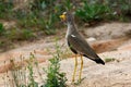 Senegal Wattled Plover Royalty Free Stock Photo