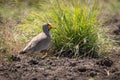 Senegal wattled plover by clump of grass Royalty Free Stock Photo