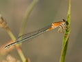 Senegalees lantaarntje, Marsh Bluetail, Ischnura senegalensis