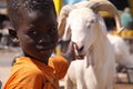 Senegalese Boy Plays with Sacrificial Sheep Royalty Free Stock Photo