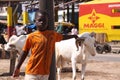 Senegalese Boy with Sacrificial Sheep Royalty Free Stock Photo