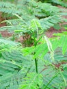 Senegalia Pennata (Cha-om, Acacia, Climbing Wattle ), green vegetable have Uric Acid