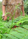 Senegalia Pennata (Cha-om, Acacia, Climbing Wattle ), green vegetable have Uric Acid