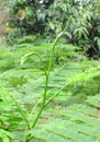 Senegalia Pennata (Cha-om, Acacia, Climbing Wattle ), green vegetable have Uric Acid