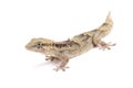 Senegambia wall gecko (Tarantula senegambiae) Royalty Free Stock Photo