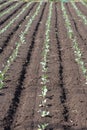 Cultivation of cabbage Royalty Free Stock Photo