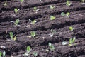 Cultivation of cabbage Royalty Free Stock Photo