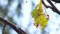 Senescence leaf