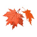 Senescent falling red leaves of maple tree. National symbol of Canada. Beautiful autumn nature. Royalty Free Stock Photo