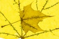 Senescent Maple Leaf Royalty Free Stock Photo
