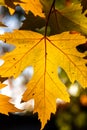 Senescent Maple Leaf Royalty Free Stock Photo