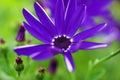 Senetti