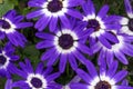 senetti blue bicolor flowers in bloom