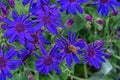 Senetti-Cinerarien, Pericallis hybrida, cineraria, florist`s cineraria, common ragwort. Ornamental blue plant for garden, park Royalty Free Stock Photo