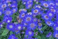 Senetti-Cinerarien, Pericallis hybrida, cineraria, florist`s cineraria, common ragwort. Ornamental blue plant for landscape desig Royalty Free Stock Photo