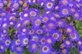 Senetti-Cinerarien, Pericallis hybrida, cineraria, florist`s cineraria, common ragwort. Ornamental blue plant for landscape desig Royalty Free Stock Photo