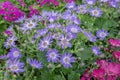 Senetti-Cinerarien, Pericallis hybrida, cineraria, florist`s cineraria, common ragwort. Ornamental blue plant for landscape desig Royalty Free Stock Photo