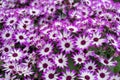 Senetti-Cinerarien, Pericallis hybrida, cineraria, florist`s cineraria, common ragwort. Ornamental lila plant for landscape desig Royalty Free Stock Photo