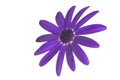 Senetti Deep Blue head