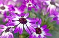 Senetti flowers