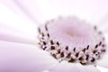 Senetti, genus Daisy